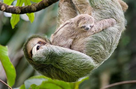  wild sloth population